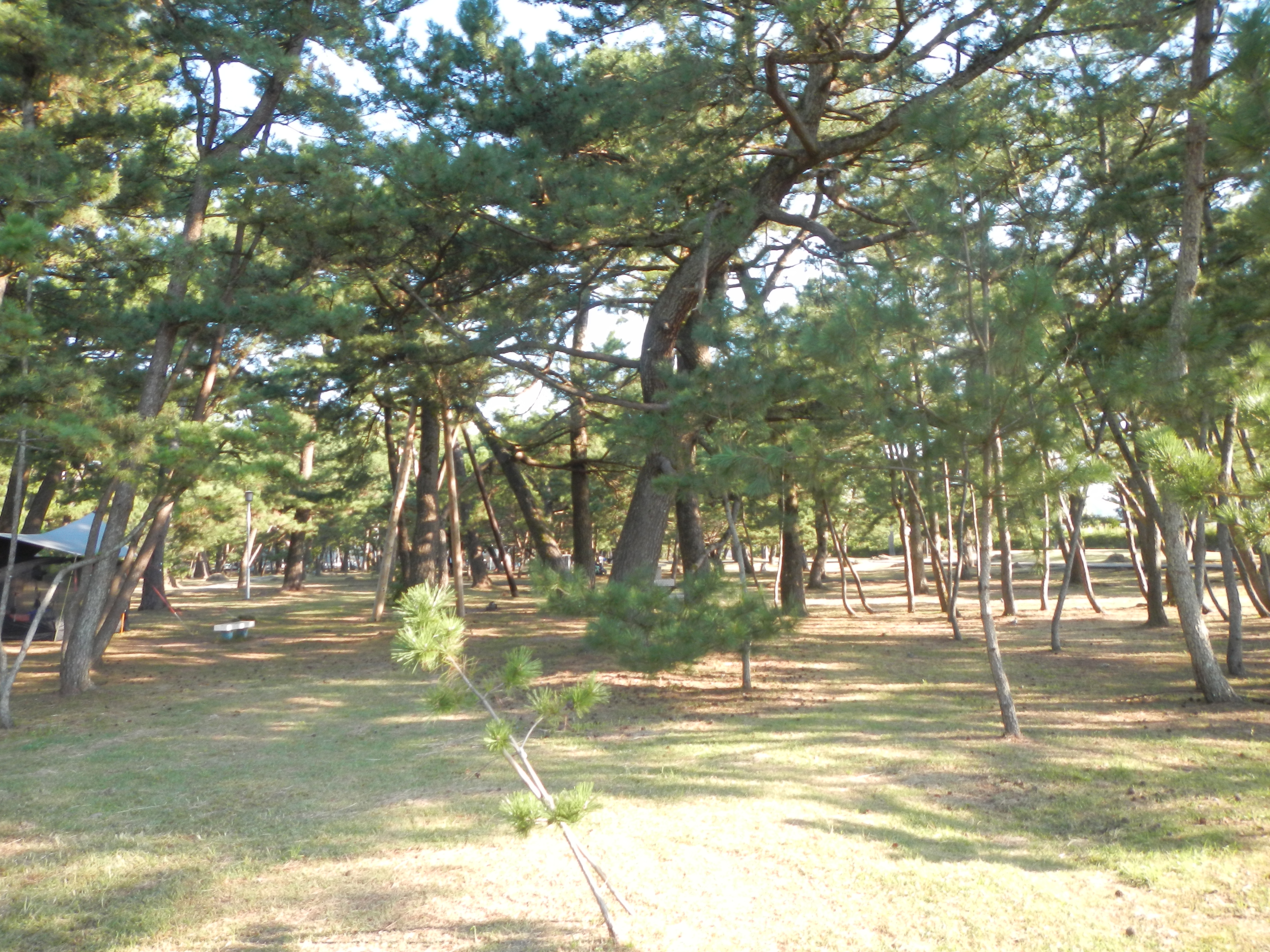 種崎 千松 公園 キャンプ 場